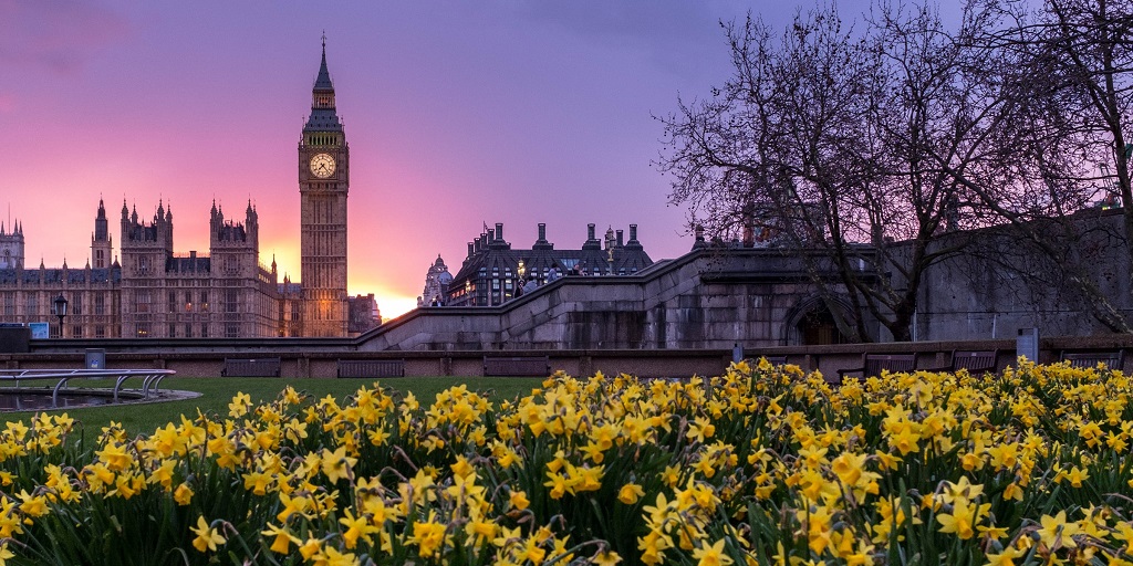 Big Ben in background of park with large bed of open daffodils in foreground. Pink sunset as backdrop